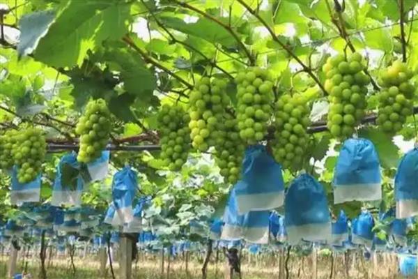 葡萄膨大期怎么施肥,亩施15-20公斤尿素和复合肥