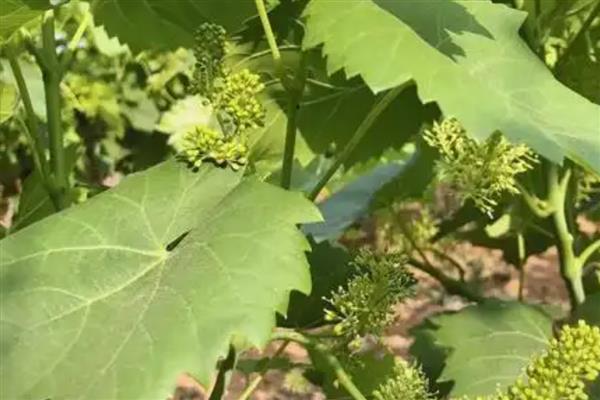 葡萄膨大期怎么施肥,亩施15-20公斤尿素和复合肥