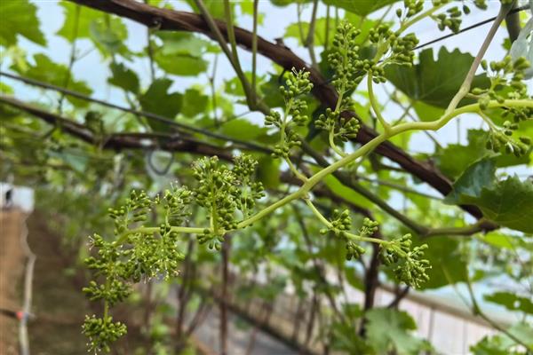 葡萄膨大期怎么施肥,亩施15-20公斤尿素和复合肥