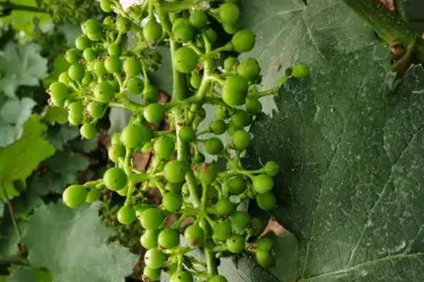 葡萄膨大期怎么施肥,亩施15-20公斤尿素和复合肥