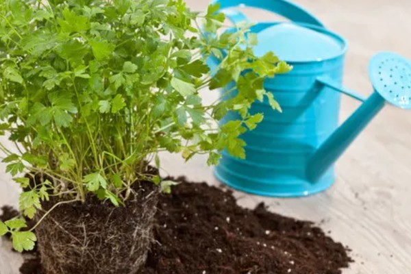 种植香菜后过多久浇水，经过7天左右再提供水分