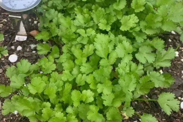 种植香菜后过多久浇水，经过7天左右再提供水分