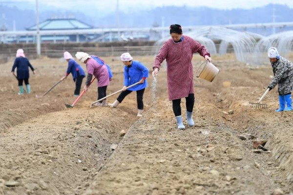 种植香菜后过多久浇水，经过7天左右再提供水分