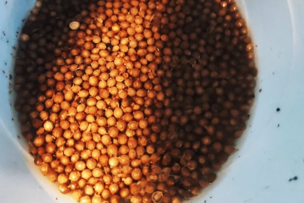 种植香菜后过多久浇水，经过7天左右再提供水分