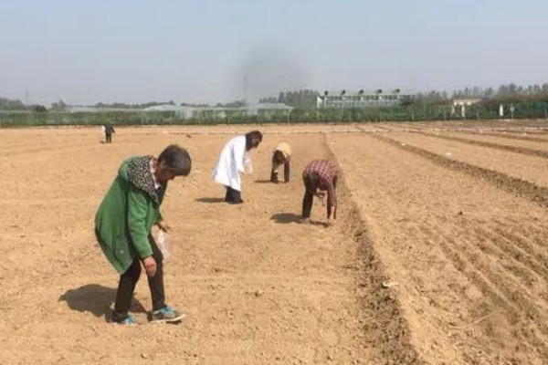 种植香菜后过多久浇水，经过7天左右再提供水分