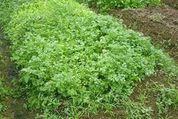 种植香菜后过多久浇水，经过7天左右再提供水分