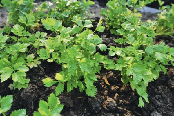 种植香菜后过多久浇水，经过7天左右再提供水分