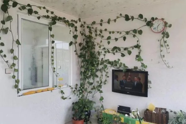 绿萝怕冷吗，是一种比较怕冷的热带植物