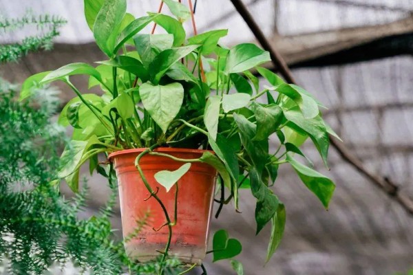 绿萝怕冷吗，是一种比较怕冷的热带植物