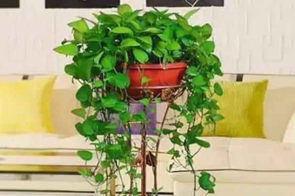 绿萝怕冷吗，是一种比较怕冷的热带植物