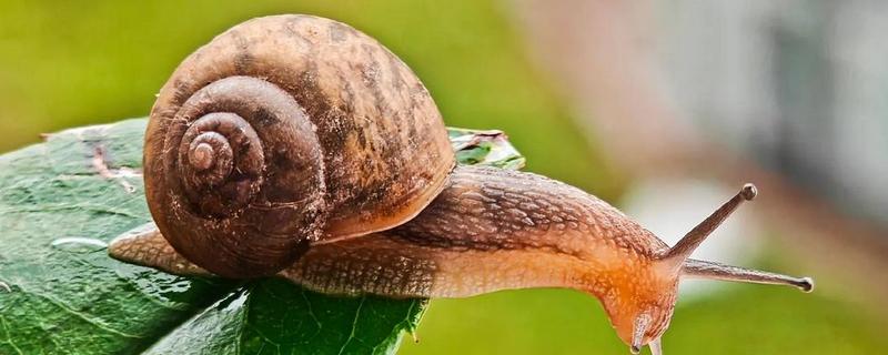 蜗牛粘液的作用，起到润滑和保护腹足的作用