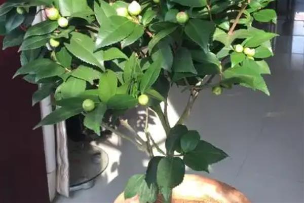 茶花冬季移栽过多久可以活，经过2个月就可以恢复生长