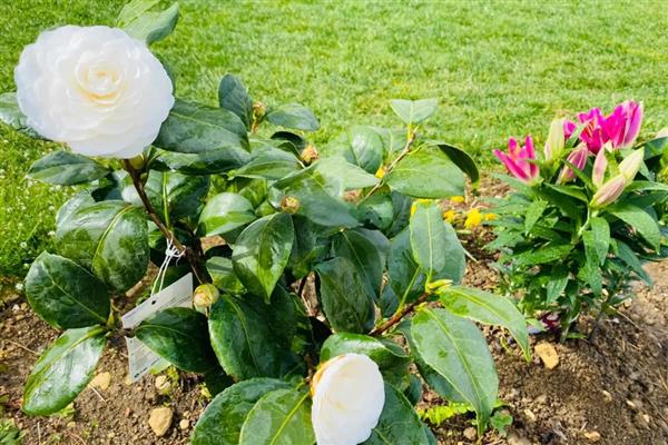 茶花冬季移栽过多久可以活，经过2个月就可以恢复生长