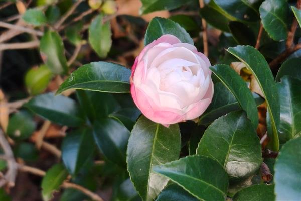 茶花冬季移栽过多久可以活，经过2个月就可以恢复生长