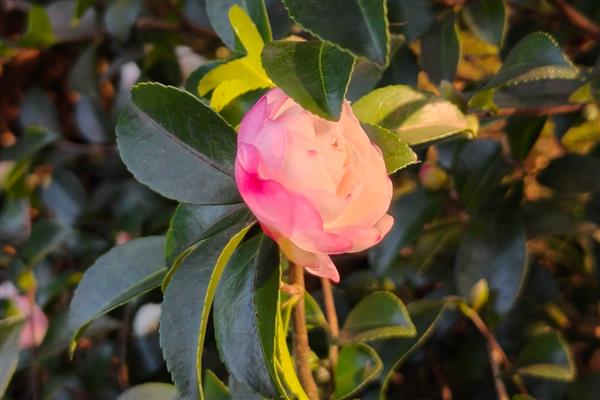 茶花冬季移栽过多久可以活，经过2个月就可以恢复生长