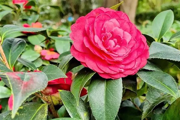 茶花冬季移栽过多久可以活，经过2个月就可以恢复生长