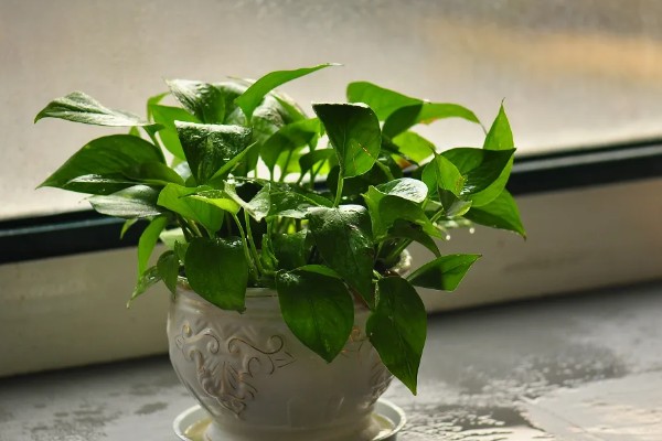 绿萝怕冷吗，是一种比较怕冷的热带植物