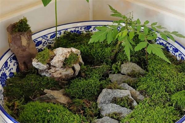 怎么培养盆景青苔，适宜生长在湿润的土壤中