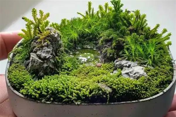 怎么培养盆景青苔，适宜生长在湿润的土壤中