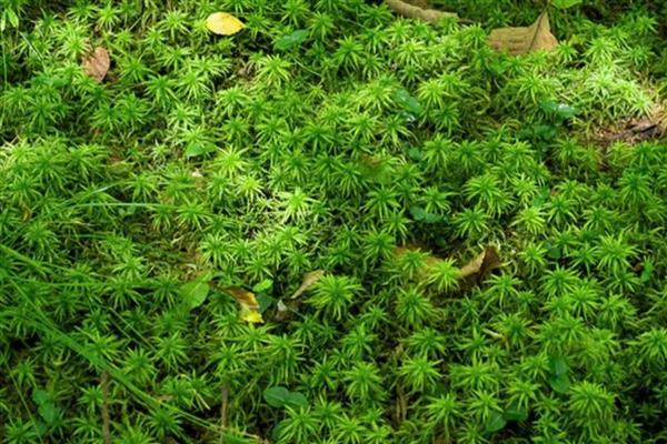 怎么培养盆景青苔，适宜生长在湿润的土壤中