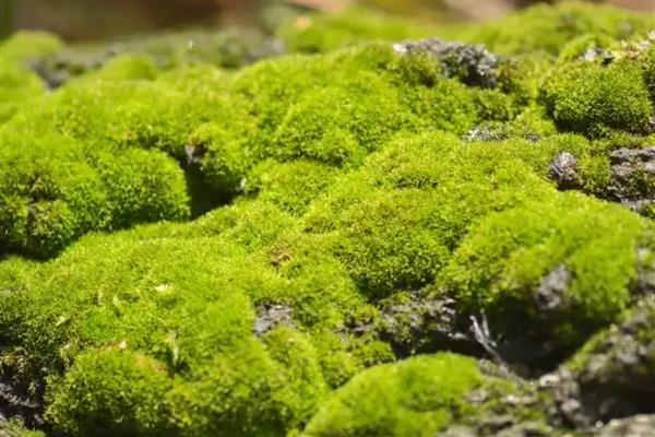 怎么培养盆景青苔，适宜生长在湿润的土壤中