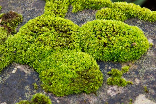 怎么培养盆景青苔，适宜生长在湿润的土壤中