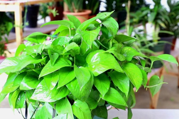 绿萝怕冷吗，是一种比较怕冷的热带植物