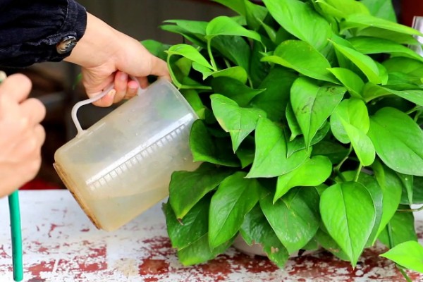 绿萝怕冷吗，是一种比较怕冷的热带植物