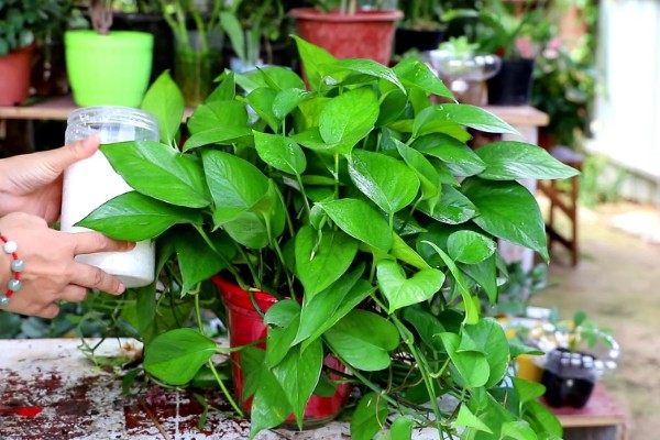 绿萝怕冷吗，是一种比较怕冷的热带植物