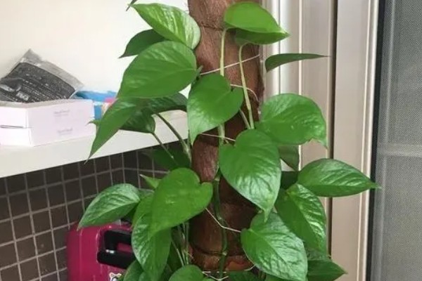 绿萝怕冷吗，是一种比较怕冷的热带植物