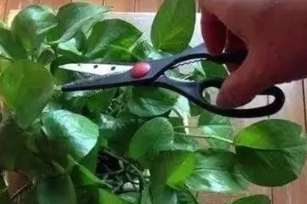 绿萝怕冷吗，是一种比较怕冷的热带植物