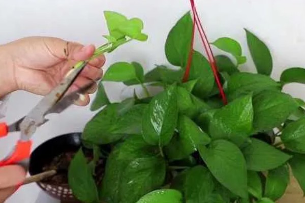 绿萝怕冷吗，是一种比较怕冷的热带植物