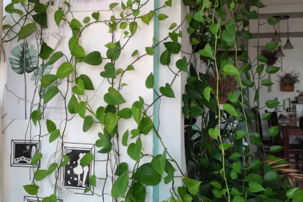 绿萝怕冷吗，是一种比较怕冷的热带植物