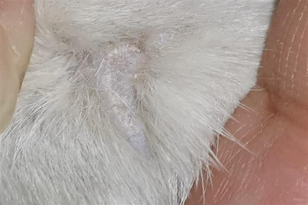 猫长猫癣的原因，可能是生活环境差、抵抗力弱所致