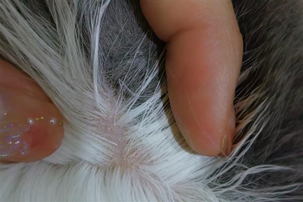 猫长猫癣的原因，可能是生活环境差、抵抗力弱所致