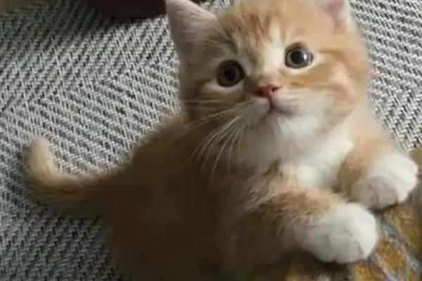 猫长猫癣的原因，可能是生活环境差、抵抗力弱所致