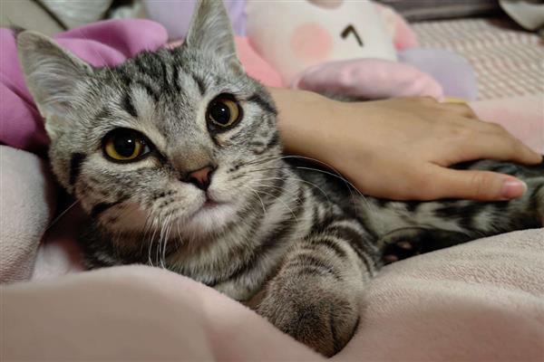 猫长猫癣的原因，可能是生活环境差、抵抗力弱所致