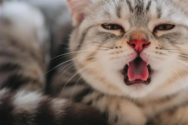 猫长猫癣的原因，可能是生活环境差、抵抗力弱所致