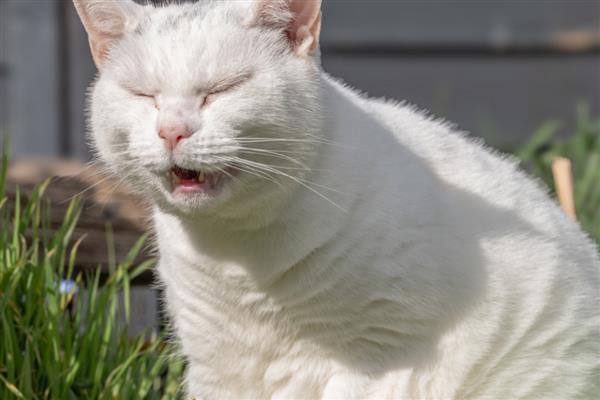 猫长猫癣的原因，可能是生活环境差、抵抗力弱所致