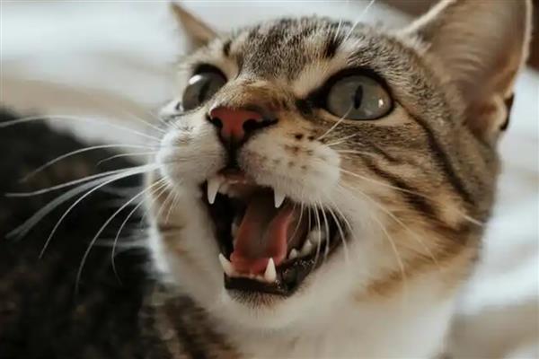 猫长猫癣的原因，可能是生活环境差、抵抗力弱所致