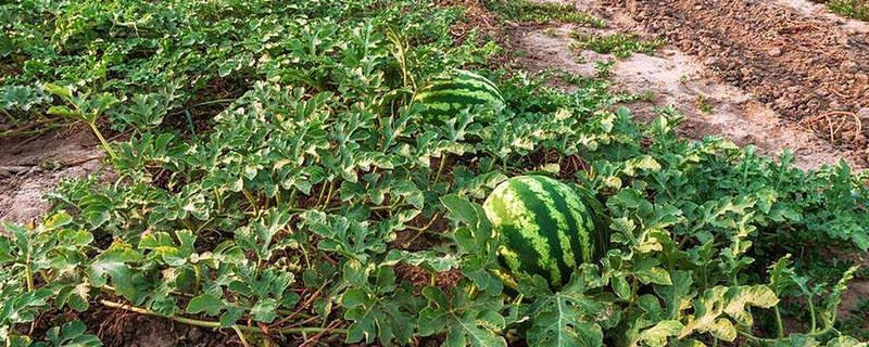 西瓜如何根部施肥，一定不可靠近西瓜的根部