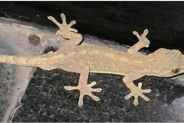 怎样在家里养壁虎,用玻璃容器养即可