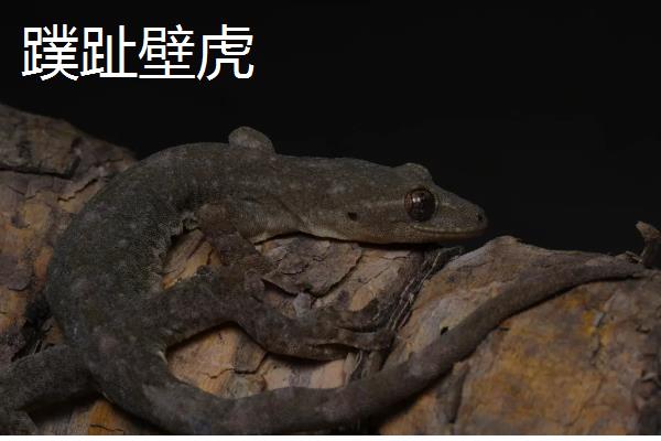 怎样在家里养壁虎,用玻璃容器养即可