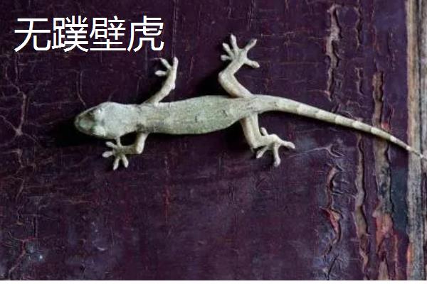 怎样在家里养壁虎,用玻璃容器养即可