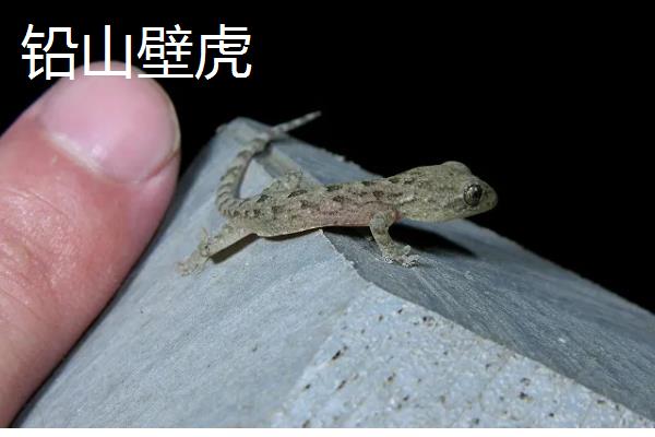 怎样在家里养壁虎,用玻璃容器养即可