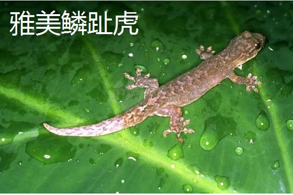 怎样在家里养壁虎,用玻璃容器养即可