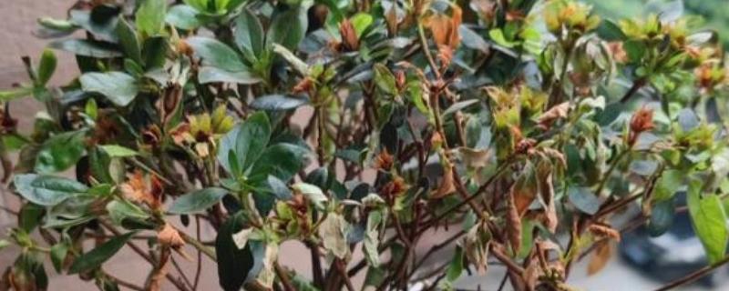 植物晒蔫怎么挽救，立即加强植物的遮盖措施