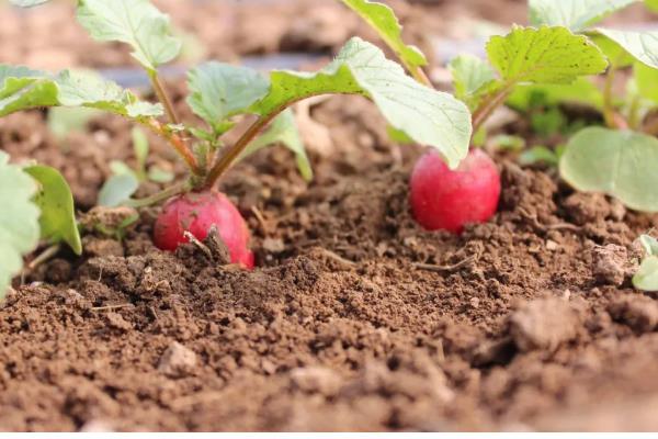 樱桃萝卜的种植方法,在播种前要对土壤浇一次透水