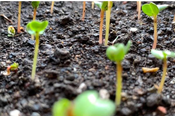樱桃萝卜的种植方法,在播种前要对土壤浇一次透水