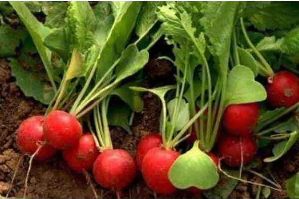 樱桃萝卜的种植方法,在播种前要对土壤浇一次透水